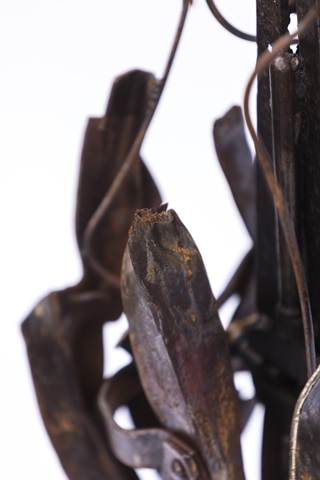 Détails de l'insecte